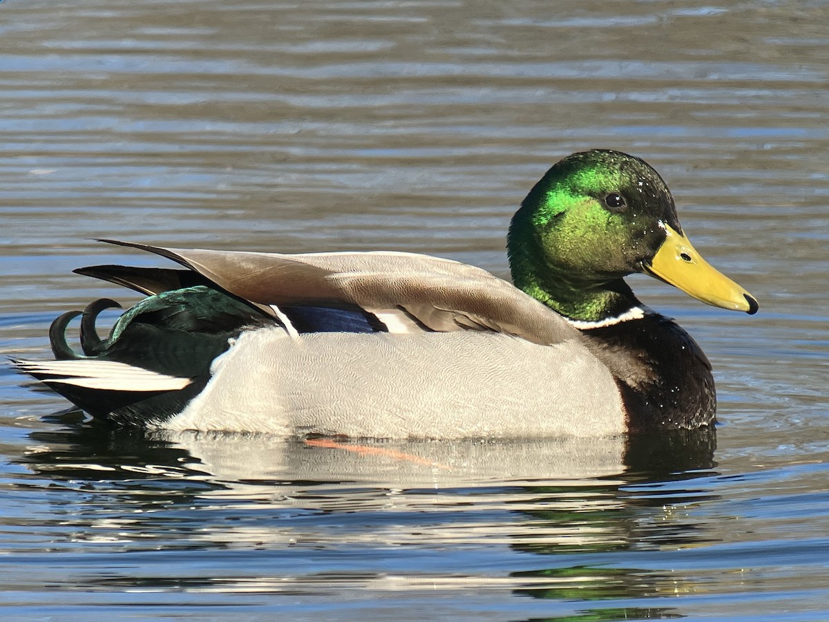 Canard colvert - ML544653091