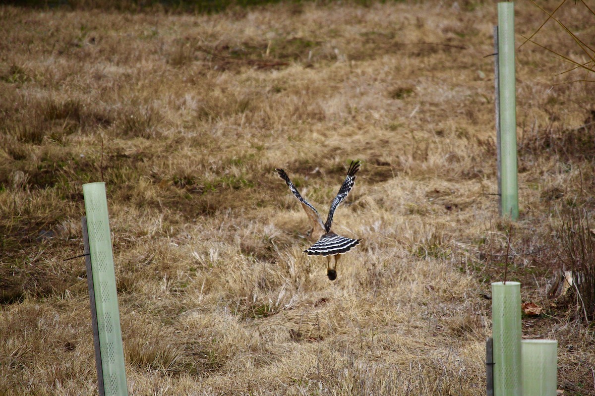 Red-shouldered Hawk - Drew Haussmann