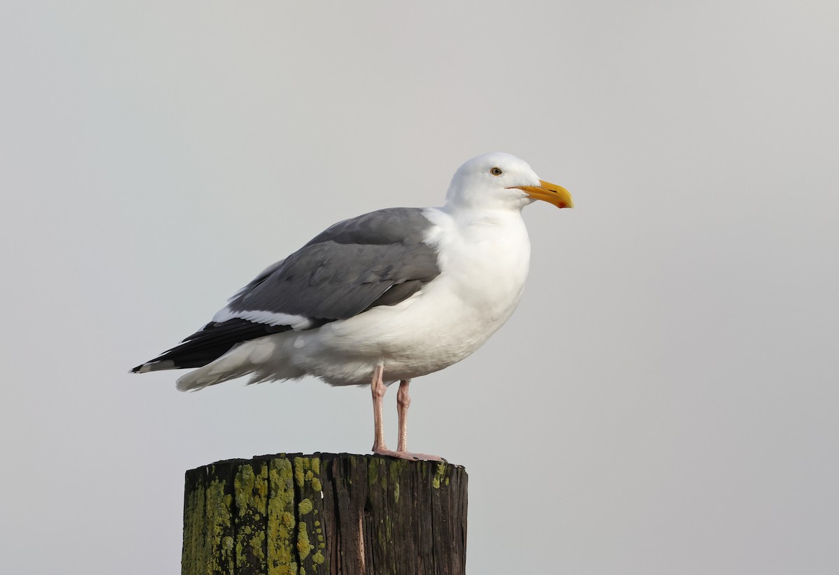 Western Gull - ML544654051