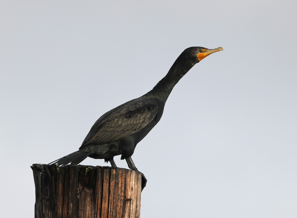 Double-crested Cormorant - ML544654491