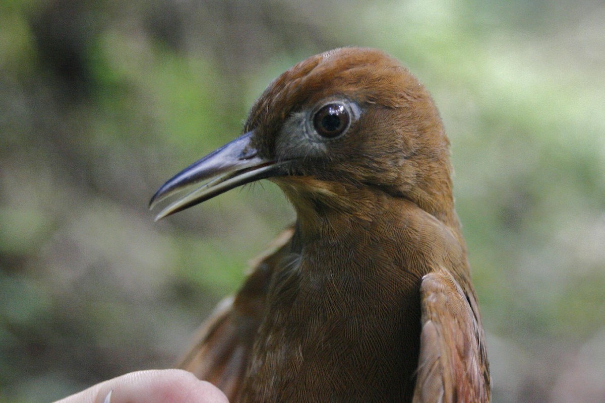 Ruddy Woodcreeper - Oscar Johnson