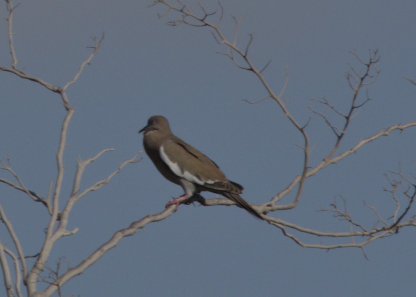 White-winged Dove - ML544656281