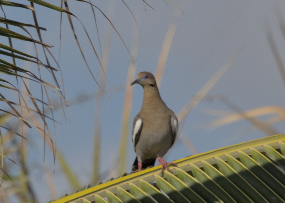 White-winged Dove - ML544656291