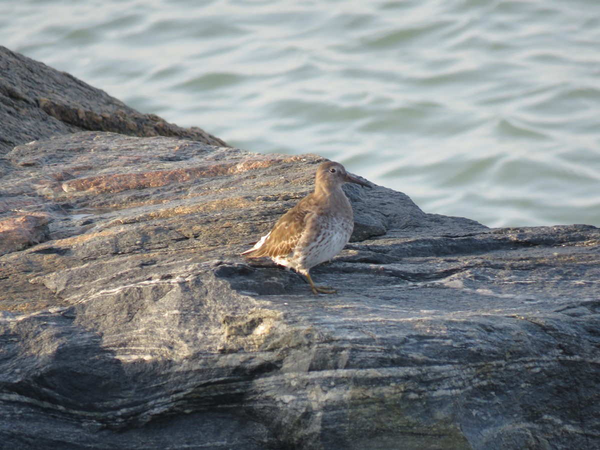 Purple Sandpiper - ML544656531