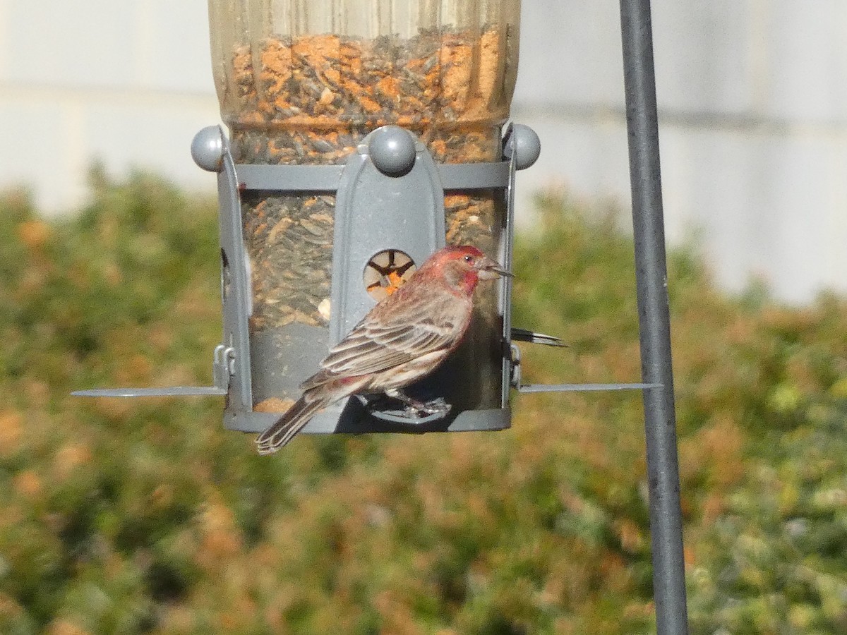 House Finch - ML544656561