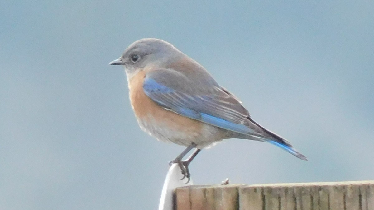 Western Bluebird - ML544656691