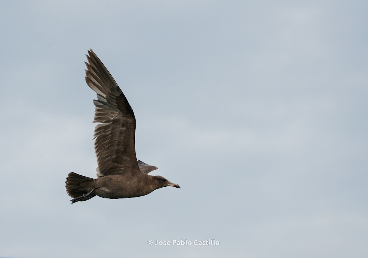 Heermann's Gull - Jose Pablo Castillo