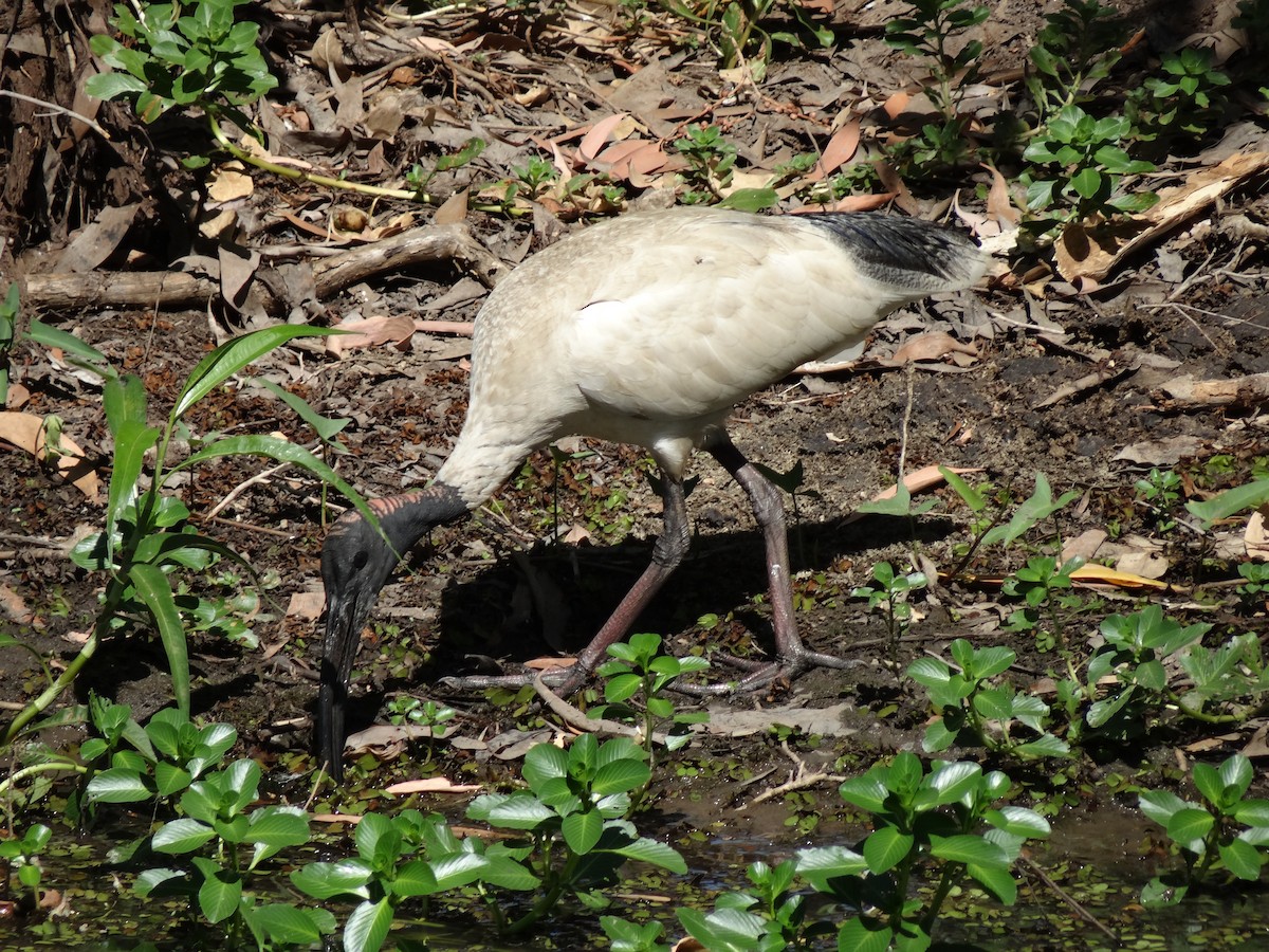 ibis australský - ML544656871