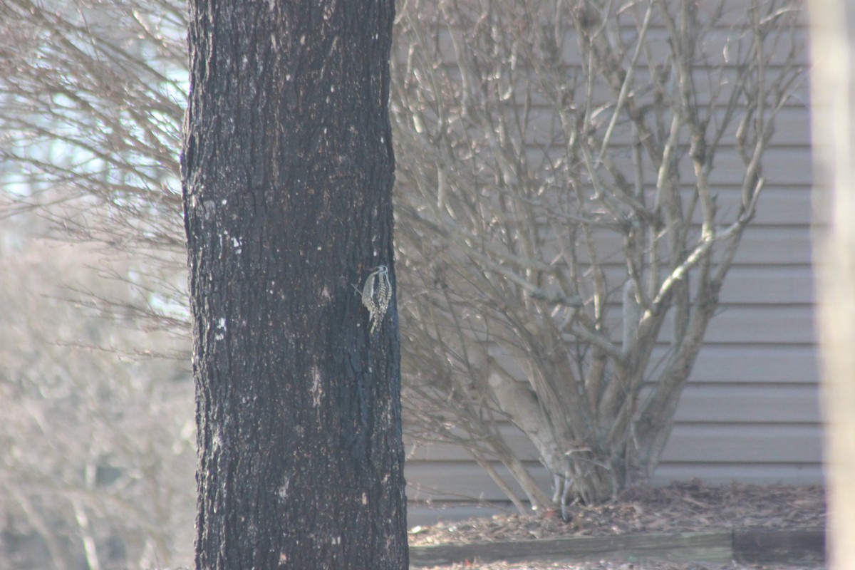 Yellow-bellied Sapsucker - ML544656921