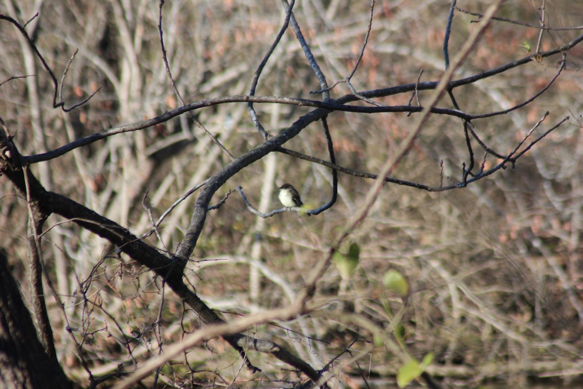 Eastern Phoebe - ML544657091