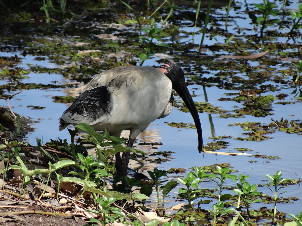 ibis australský - ML544657331