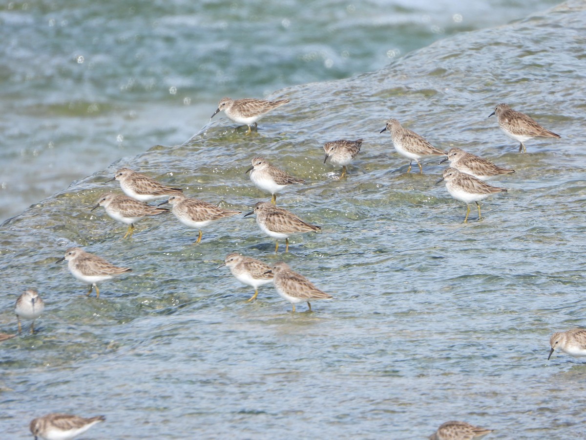 Least Sandpiper - ML544658031