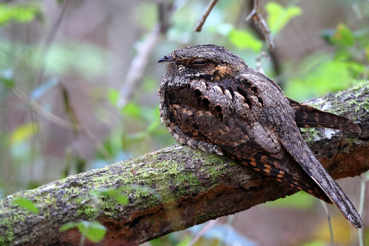 Eastern Whip-poor-will - ML544659531