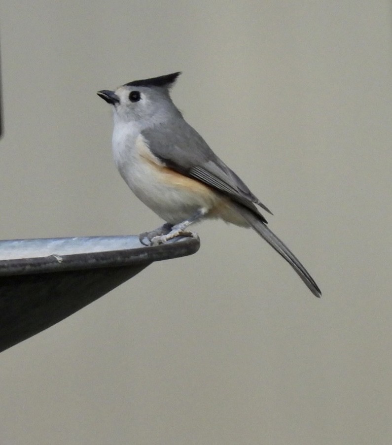 Black-crested Titmouse - ML544659621