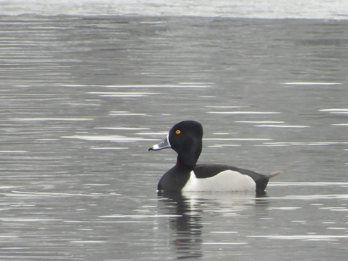 Ring-necked Duck - ML544659671