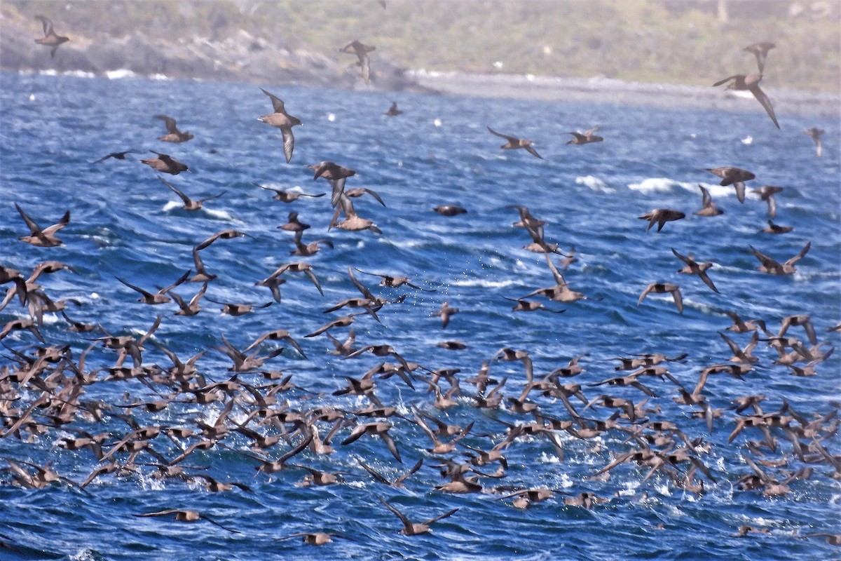 Sooty Shearwater - Hugo Hulsberg