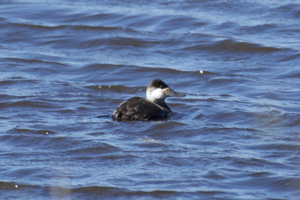 Ruddy Duck - ML544661761