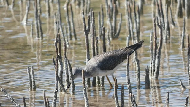 Lesser Yellowlegs - ML544662181