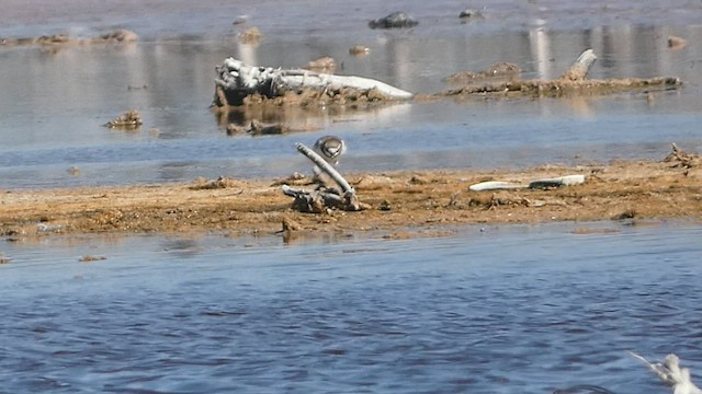 Semipalmated Plover - ML544662421