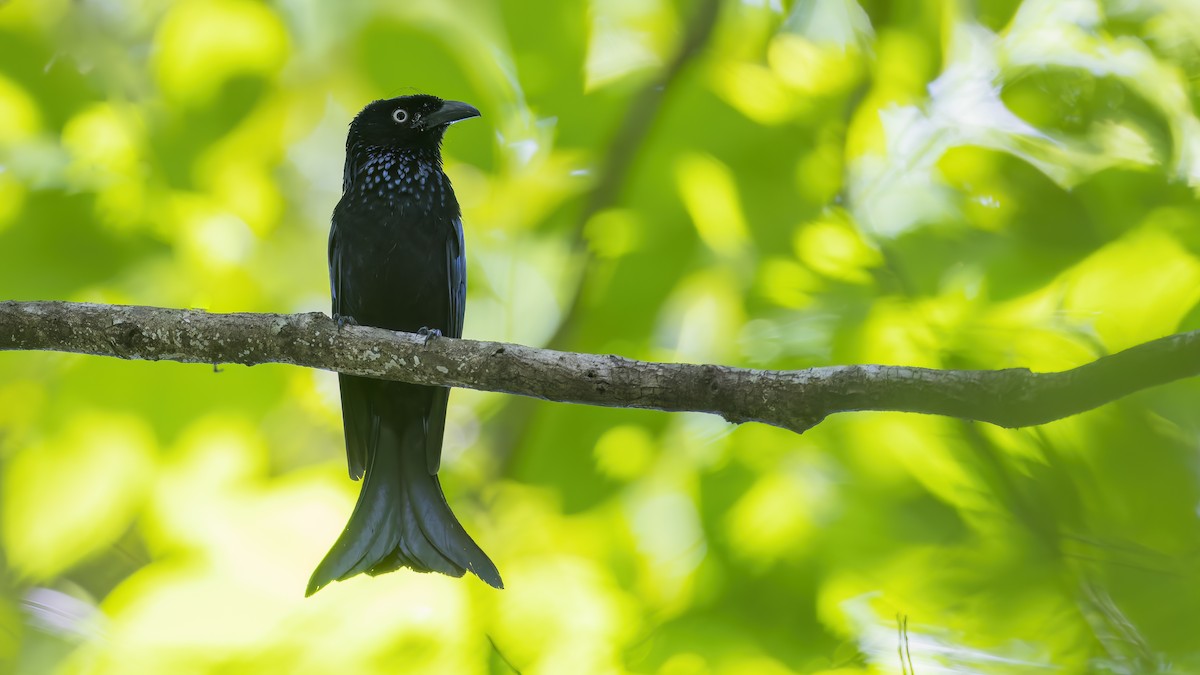 Hair-crested Drongo - ML544662641