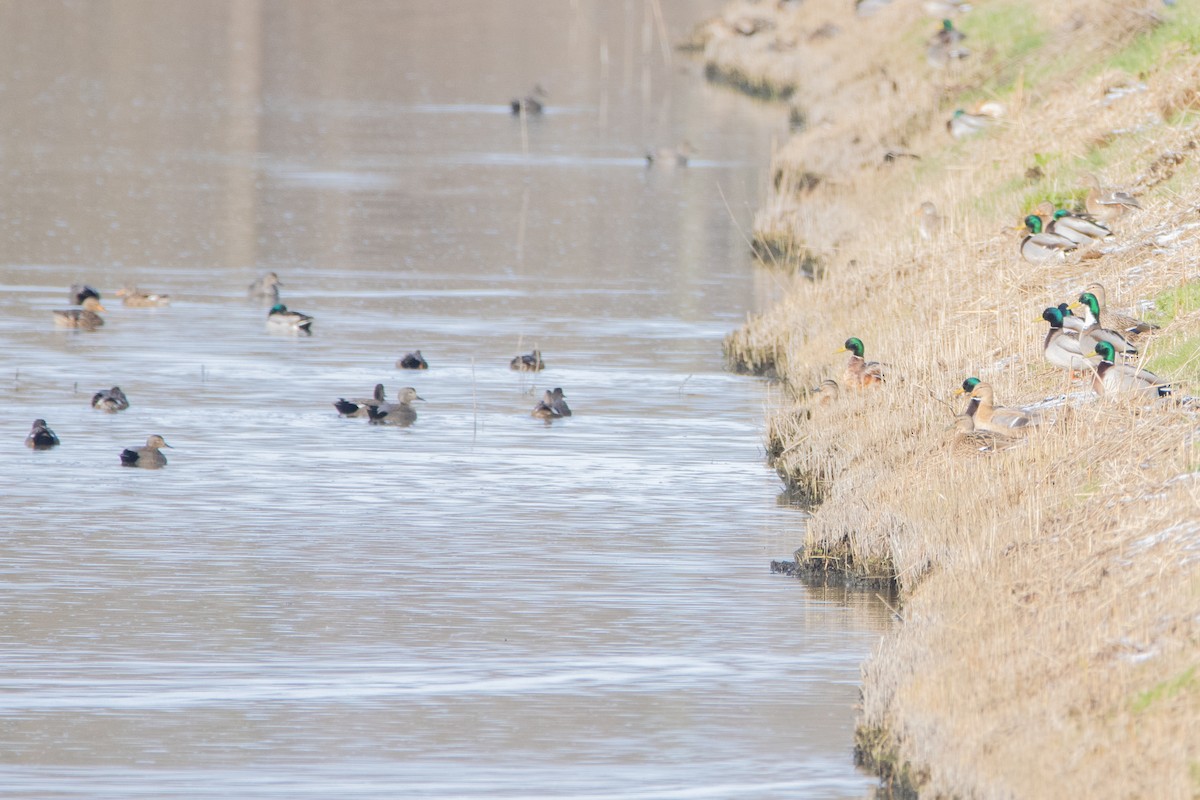 Canard colvert - ML544662711