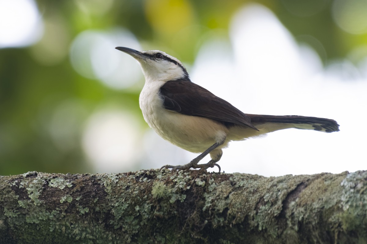 Bicolored Wren - Don Danko