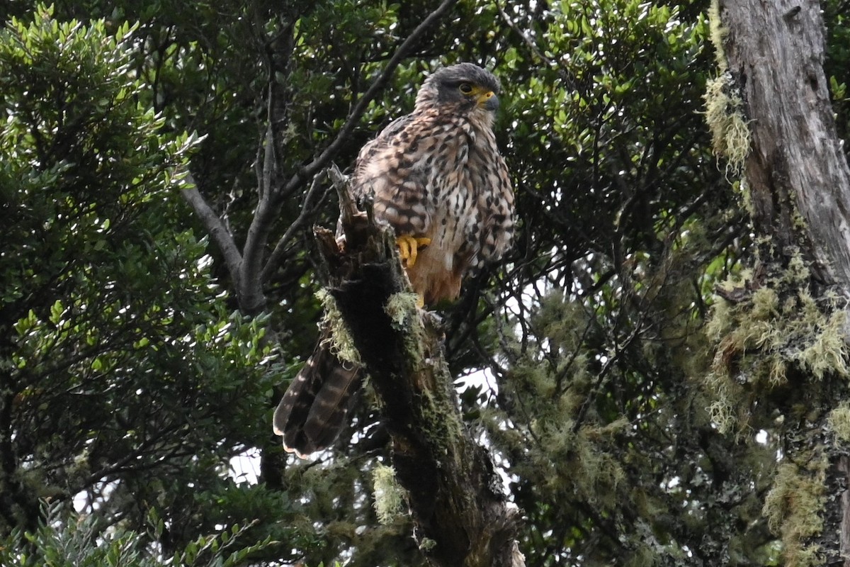 New Zealand Falcon - ML544664011