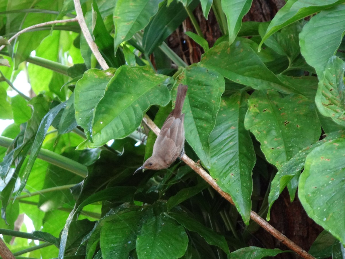 White-gaped Honeyeater - ML544664051