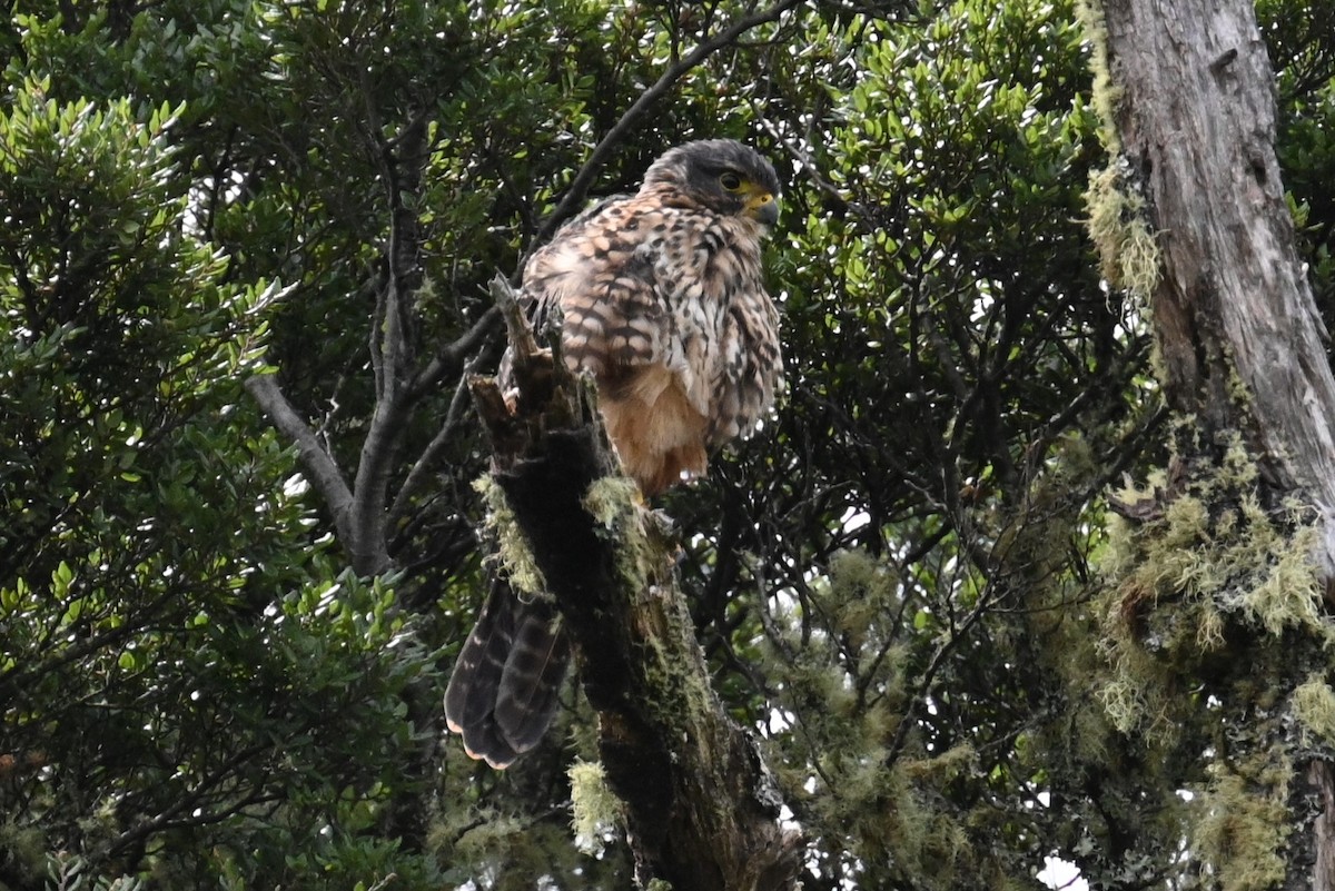 New Zealand Falcon - ML544664061