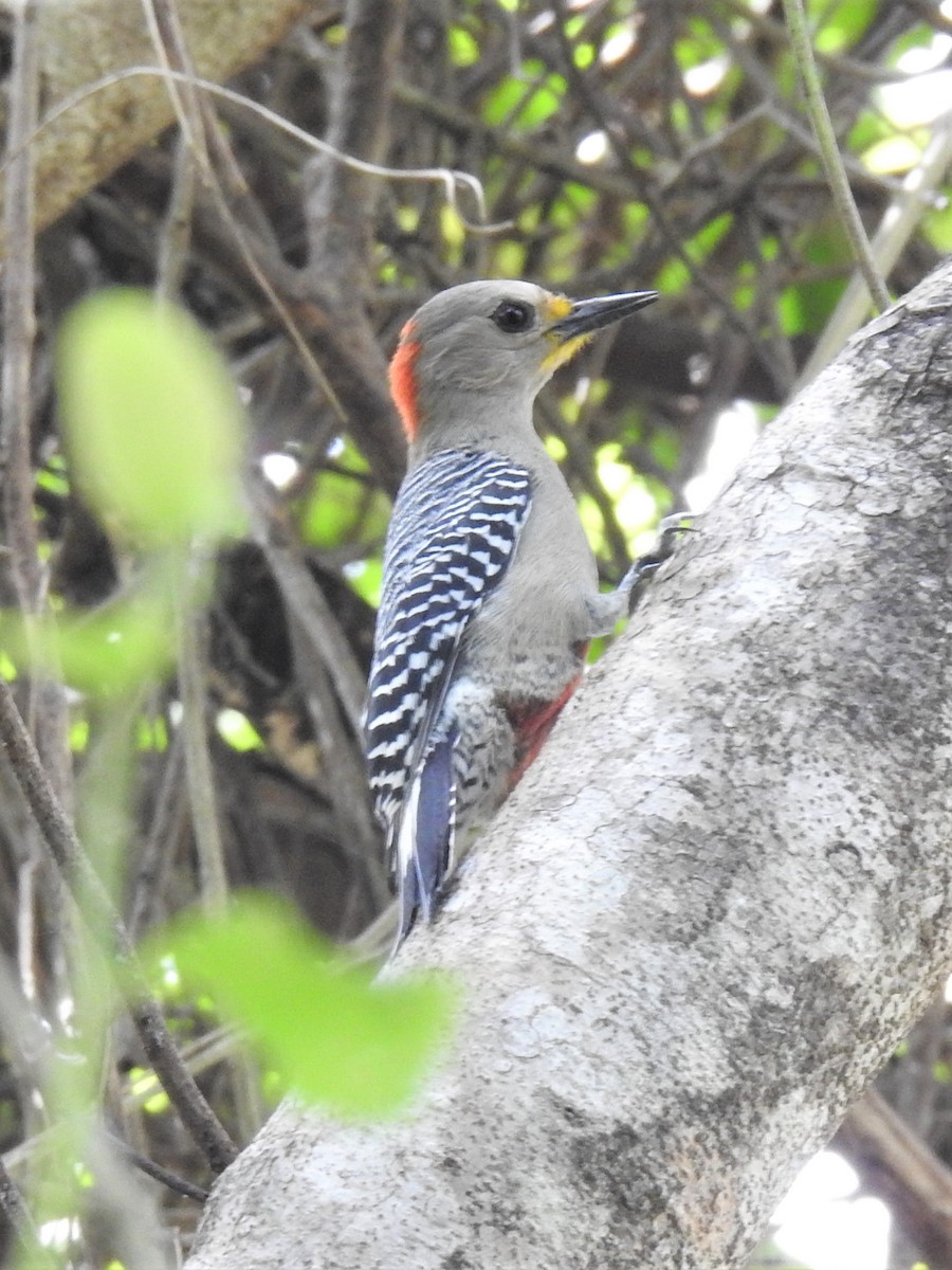 yucatánspett - ML544665061