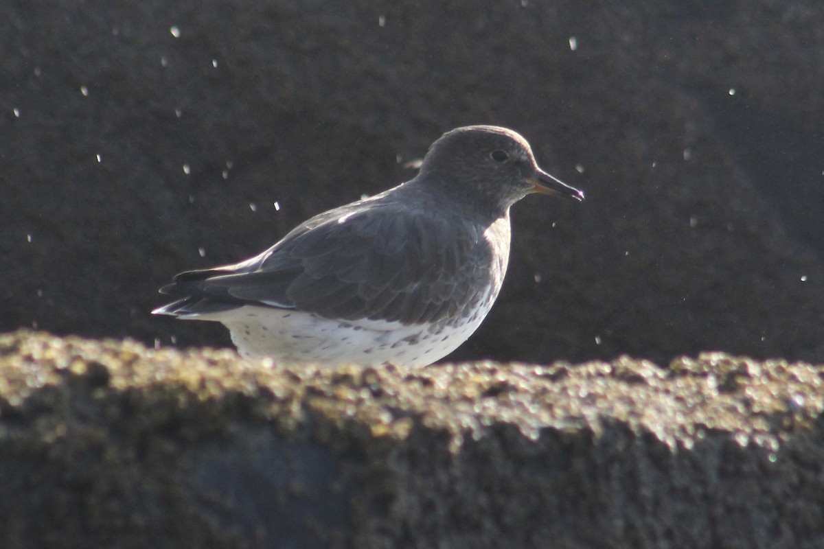 Surfbird - ML544665811