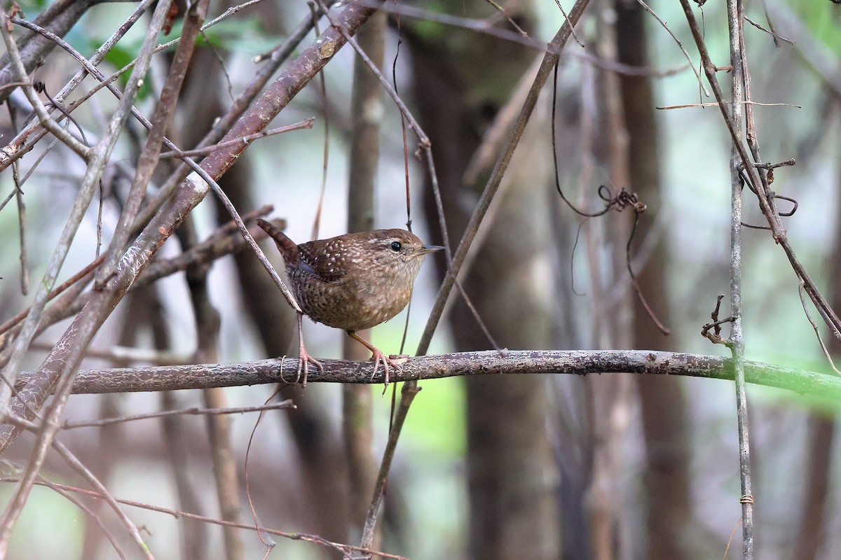 Winter Wren - Tasso  Cocoves