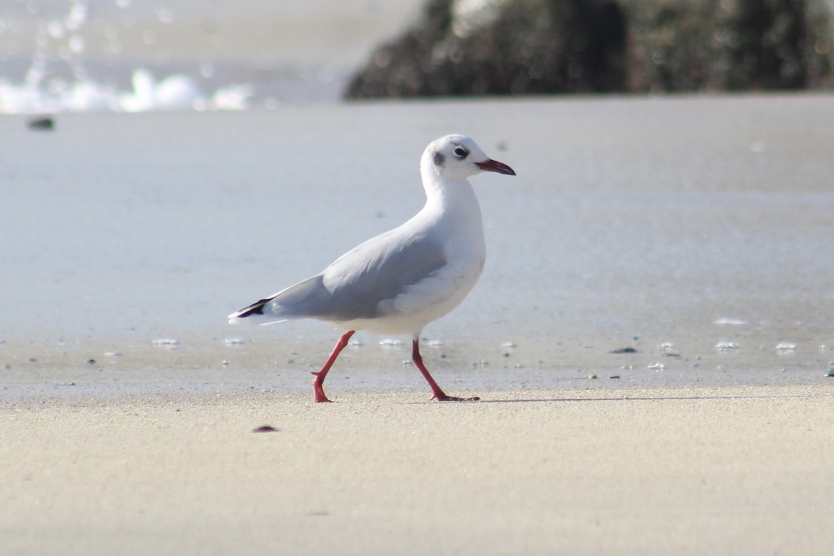 Brown-hooded Gull - James Mitchell