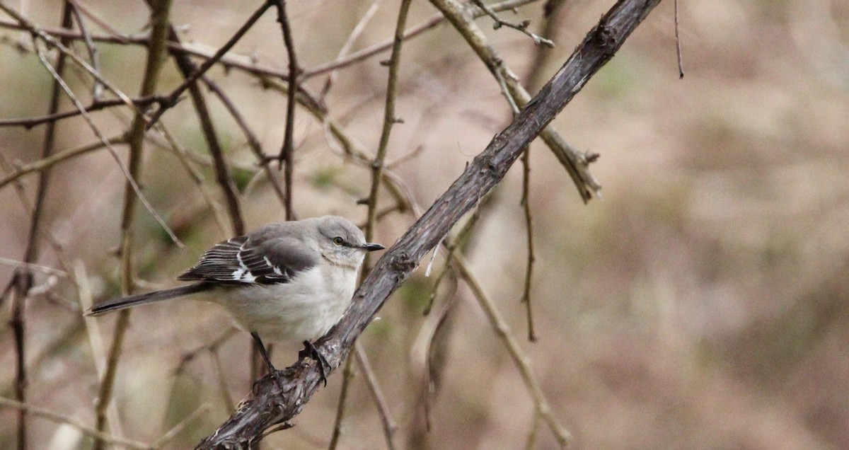 Northern Mockingbird - ML544666201