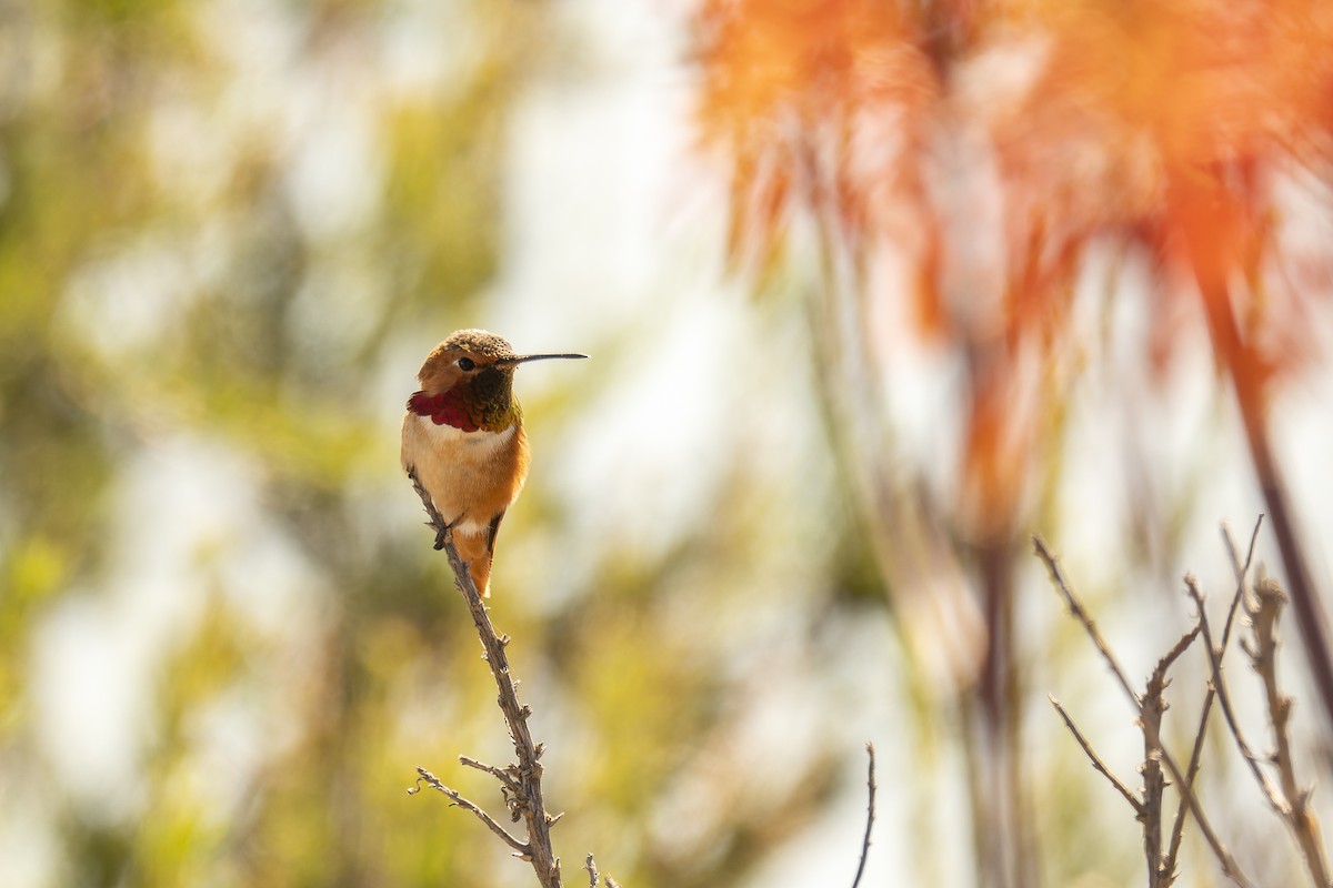 Allen's Hummingbird - Faith Barton