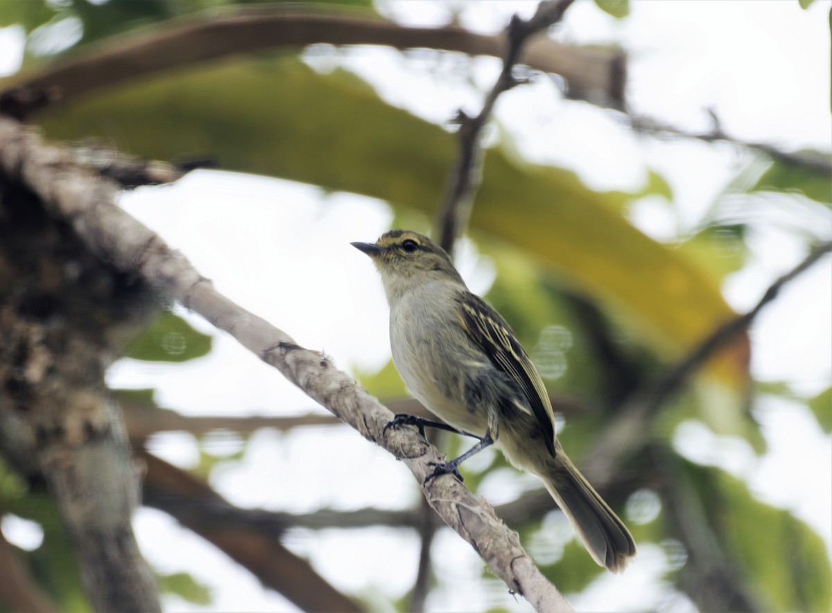 Peruvian Tyrannulet (Loja) - Braydon Luikart