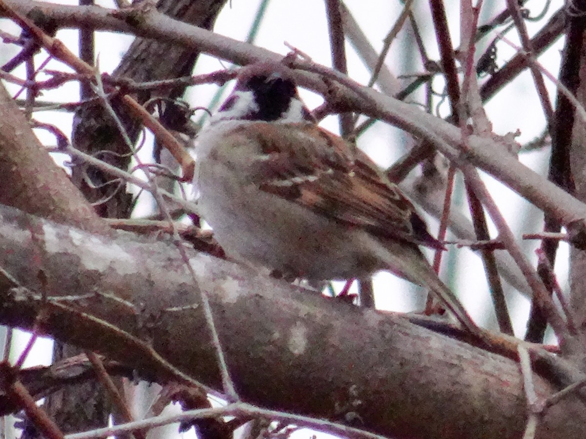 Eurasian Tree Sparrow - John Tollefson