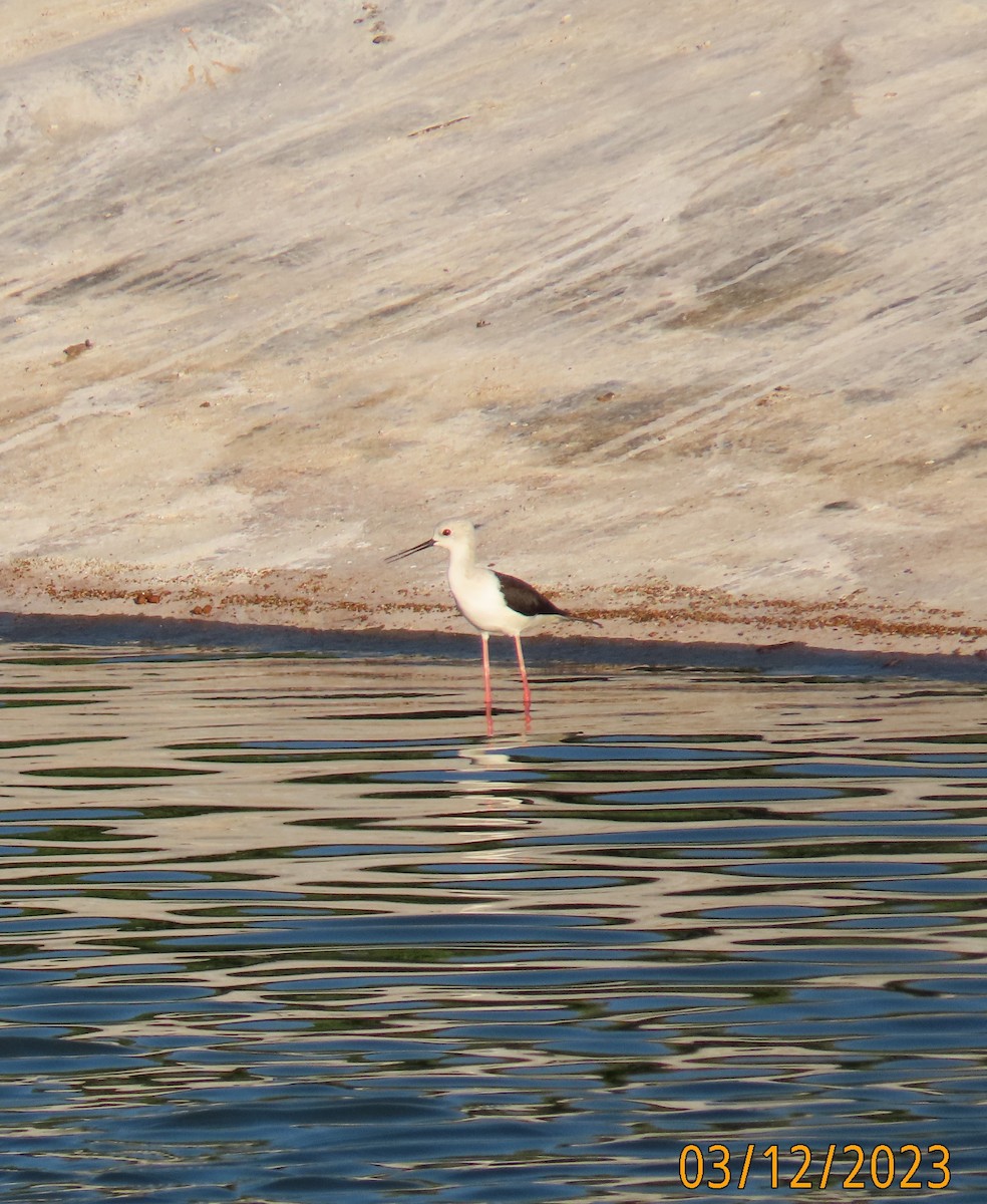 Échasse blanche - ML544669551