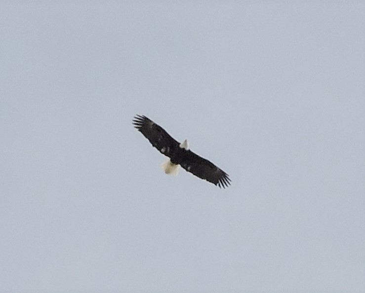 Bald Eagle - ML544670331