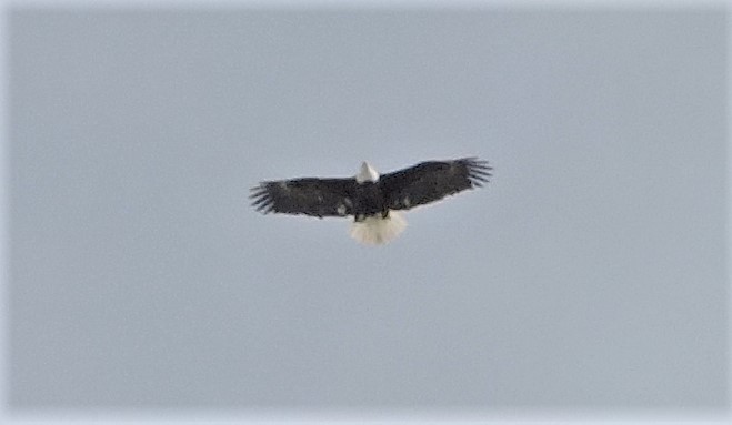 Bald Eagle - ML544670341