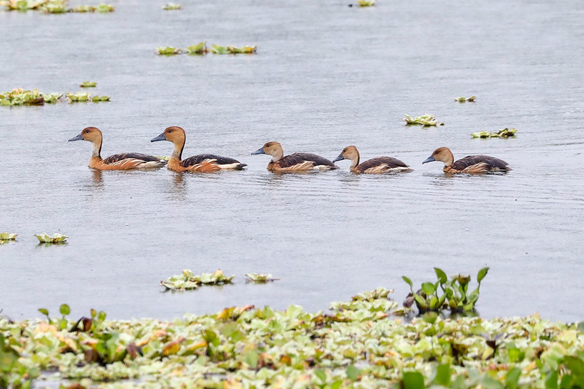 Fulvous Whistling-Duck - ML544670521