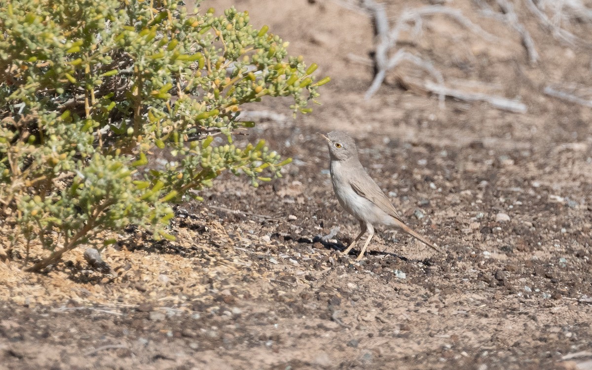 Asian Desert Warbler - ML544671181