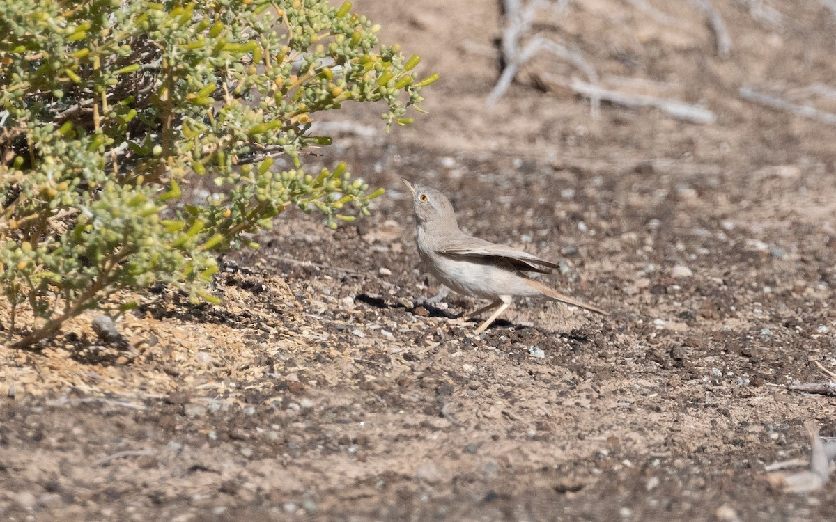 Asian Desert Warbler - ML544671191