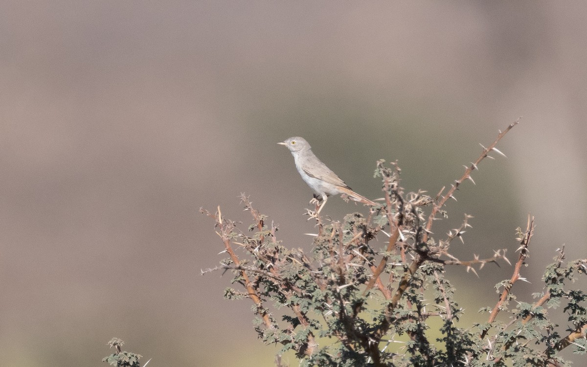 Asian Desert Warbler - ML544671201