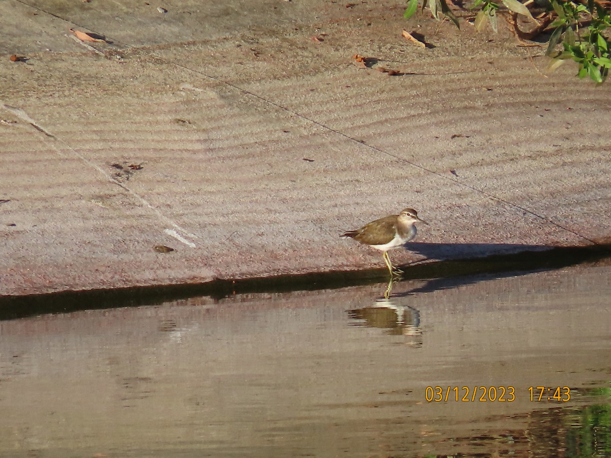 Common Sandpiper - Ute Langner