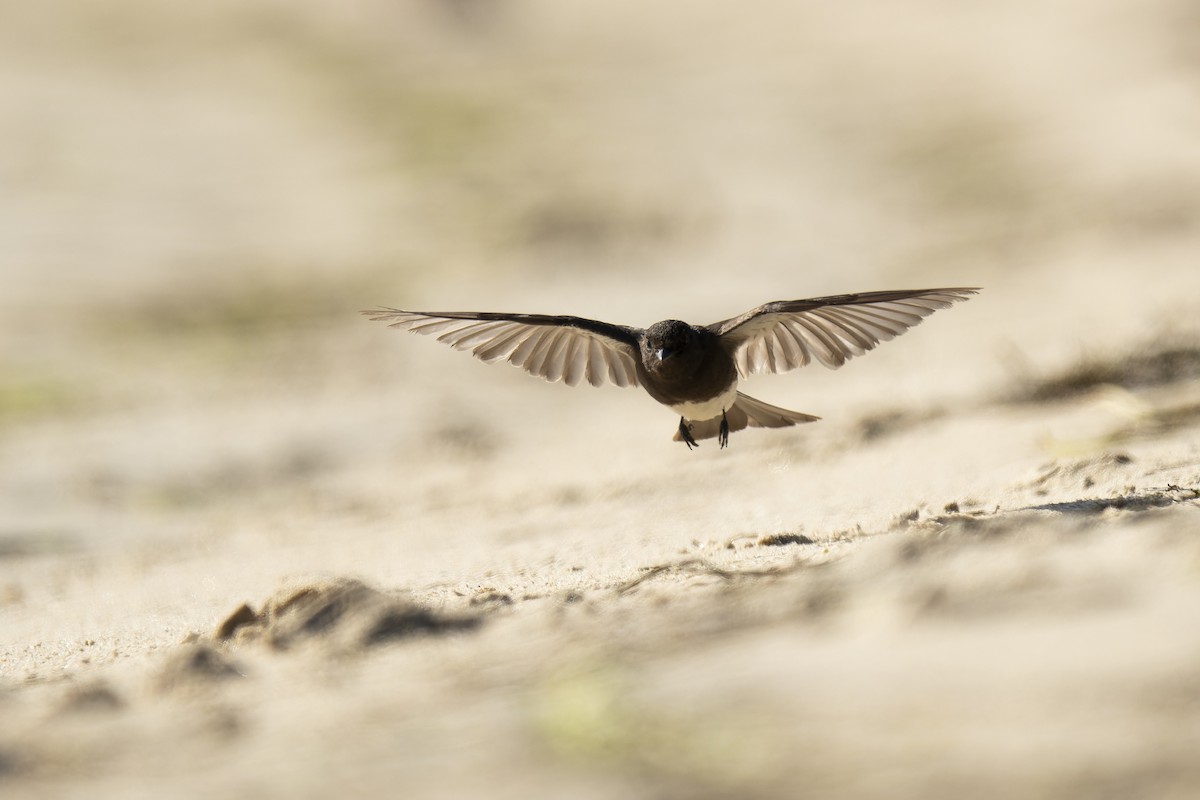 Black Phoebe - Faith Barton