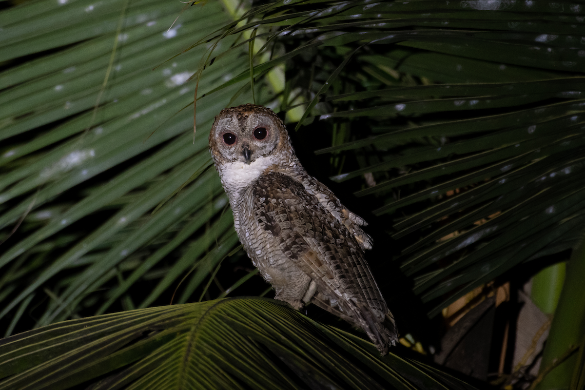 Mottled Wood-Owl - H Nambiar