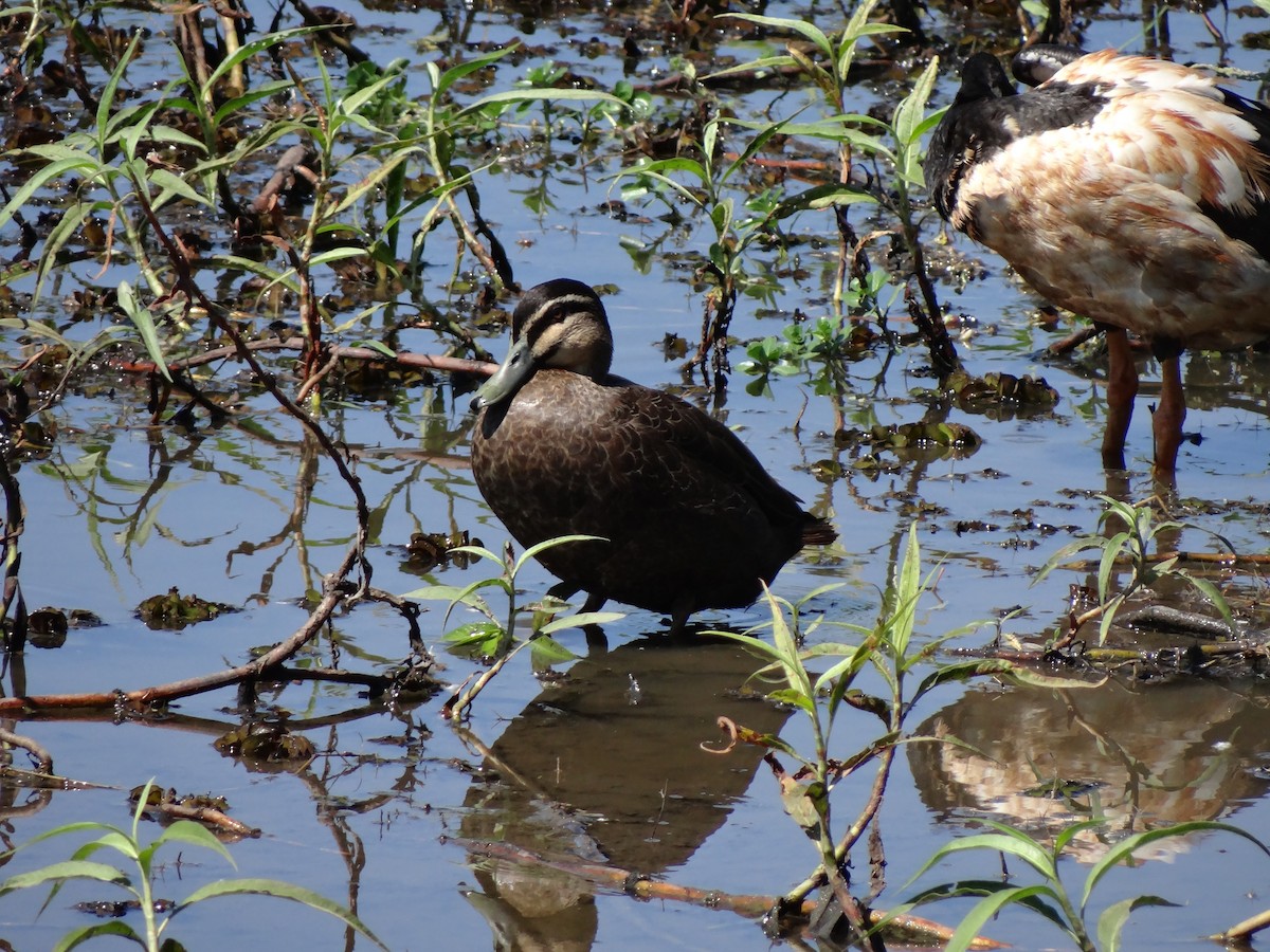 Canard à sourcils - ML544672621