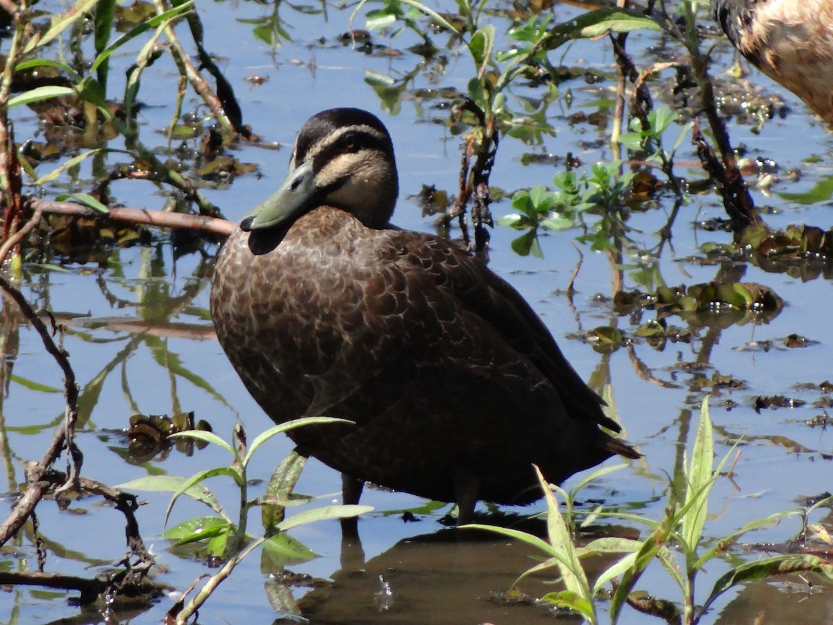 Canard à sourcils - ML544672711