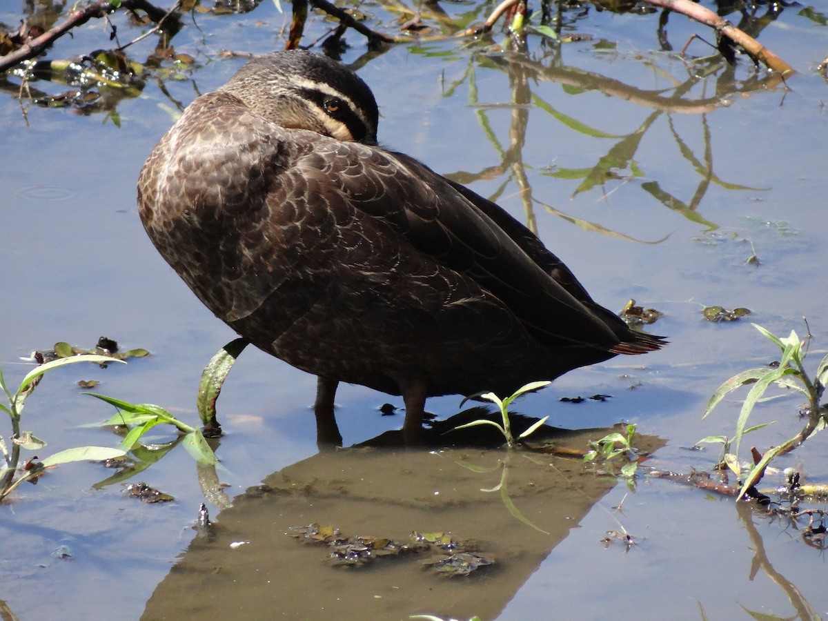 Canard à sourcils - ML544672741